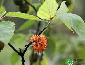 構(gòu)樹(shù)穗有什么作用？構(gòu)樹(shù)穗的作用