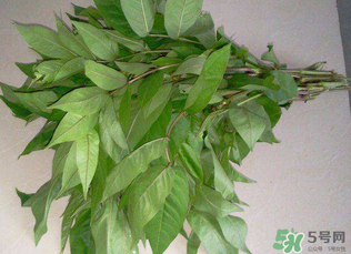 白花菜有什么功效？白花菜的功效是什么？