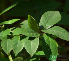 白花菜有什么功效？白花菜的功效是什么？