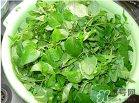 白花菜有什么功效？白花菜的功效是什么？