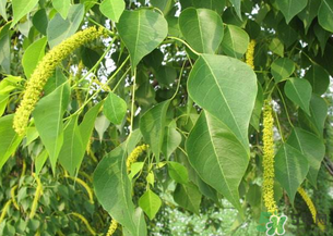 構(gòu)樹穗的營養(yǎng)價(jià)值 構(gòu)樹穗有什么營養(yǎng)價(jià)值？