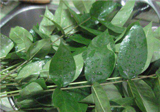 白花菜有什么功效？白花菜的功效是什么？