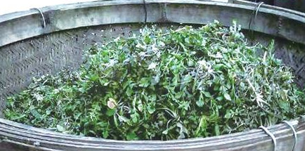 榆錢怎么存放？榆錢的保存方法