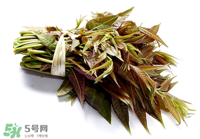 香椿可以助孕嗎？香椿有助孕的功效嗎？