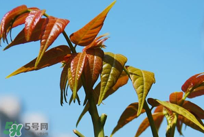 香椿可以助孕嗎？香椿有助孕的功效嗎？