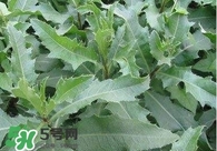 刺兒菜吃了有什么用？刺兒菜有什么功效