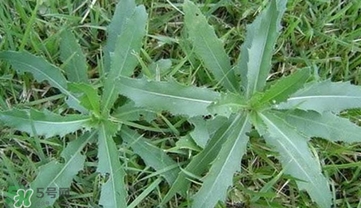 刺菜煮水喝有什么作用？刺菜泡水喝有什么好處