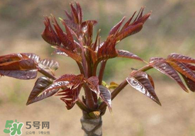 香椿子泡水喝怎么樣？香椿泡水喝的功效