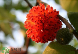 蒸構(gòu)樹花兒的功效 蒸構(gòu)樹花兒有什么功效？