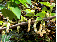 蒸構(gòu)樹花兒孕婦可以吃嗎？孕婦可以吃蒸構(gòu)樹花兒嗎？