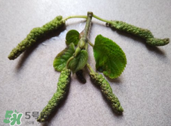 蒸構(gòu)樹花兒孕婦可以吃嗎？孕婦可以吃蒸構(gòu)樹花兒嗎？