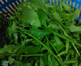 樹仔菜有毒嗎？樹仔菜有沒有毒？