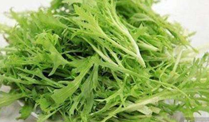 苦苣菜能生吃嗎？苦苣菜可以生吃嗎