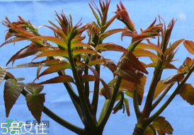 ?香椿癌癥病人能吃嗎？癌癥患者可以吃香椿嗎？