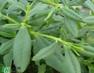 人參菜怎么吃？人參菜怎么吃好？