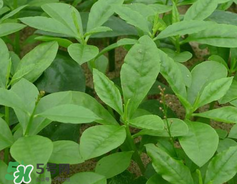 人參菜怎么吃？人參菜怎么吃好？