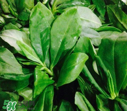 人參菜怎么吃？人參菜怎么吃好？
