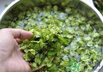 榆錢是榆樹的什么？榆錢是花還是果實