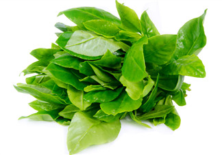 人參菜怎么吃？人參菜怎么吃好？