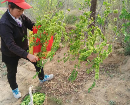 榆錢能炒雞蛋嗎？榆錢炒雞蛋怎么做