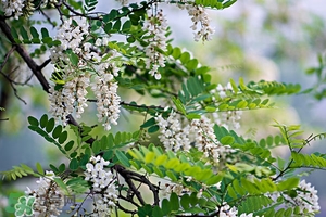 刺槐花幾月開(kāi)？刺槐花什么時(shí)候開(kāi)