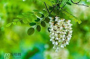 刺槐花幾月開(kāi)？刺槐花什么時(shí)候開(kāi)