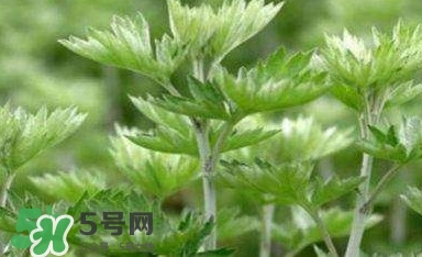 艾蒿能吃嗎？艾蒿能做菜吃嗎