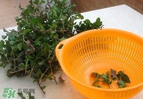 吃枸杞葉會(huì)過敏嗎？吃枸杞葉會(huì)不會(huì)過敏