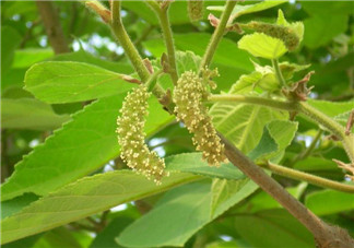 蒸構(gòu)樹花兒孕婦可以吃嗎？孕婦可以吃蒸構(gòu)樹花兒?jiǎn)幔?><p><strong>蒸構(gòu)樹花兒孕婦可以吃嗎？孕婦可以吃蒸構(gòu)樹花兒?jiǎn)幔?/strong></p></a></li> <li><a href=