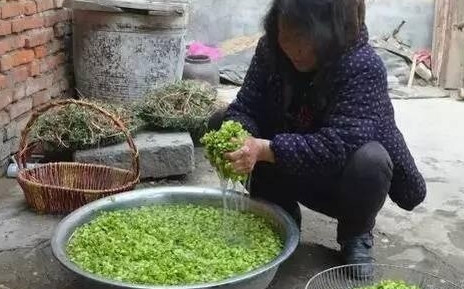 榆錢怎么蒸？蒸榆錢的做法