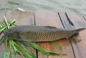 4月份可以釣草魚嗎？4月份如何釣草魚？