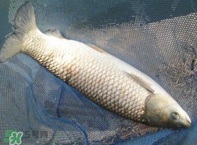 4月份可以釣草魚嗎？4月份如何釣草魚？