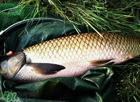 4月份可以釣草魚嗎？4月份如何釣草魚？