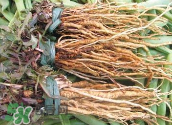 苦苣根哪里有賣？苦苣根茶在那里買的到
