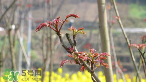 香椿葉能吃嗎？香椿葉孕婦能吃嗎？