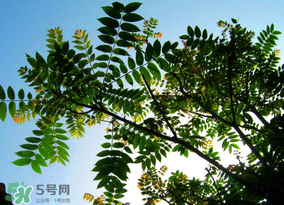 香椿放久了能吃嗎？香椿可以放多久？