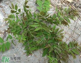 香椿長什么樣子？香椿長在什么地方？