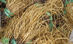 苦苣根哪里有賣？苦苣根茶在那里買的到