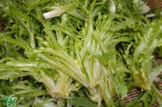 苦菊苦嗎？苦菊苦不苦
