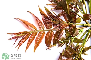 香椿樹什么時候發(fā)芽？香椿樹什么時候種植