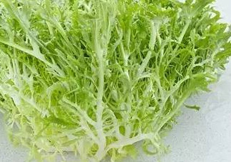 苦菊和苦苣是一種植物嗎？苦菊是不是苦苣
