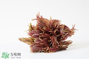 香椿樹什么時候發(fā)芽？香椿樹什么時候種植