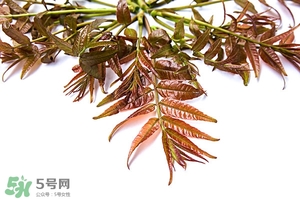 香椿樹什么時候發(fā)芽？香椿樹什么時候種植