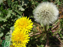 婆婆丁花能吃嗎？婆婆丁花可以吃嗎？