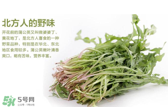 婆婆丁不能與什么同食？婆婆丁不能和什么一起吃？