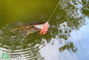 四月份能路亞黑魚嗎？路亞黑魚什么時(shí)間最好？