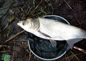 4月份能釣鰱魚(yú)嗎？四月份能釣鰱魚(yú)嗎？