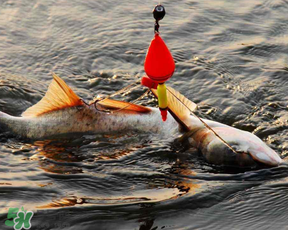 4月份能釣鰱魚(yú)嗎？四月份能釣鰱魚(yú)嗎？