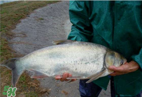 4月份能釣鰱魚(yú)嗎？四月份能釣鰱魚(yú)嗎？