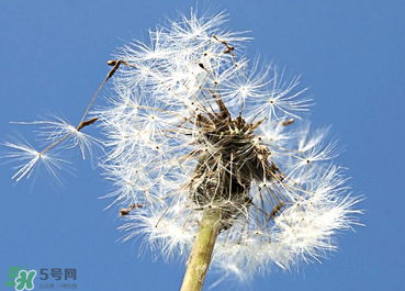 婆婆丁能治糖尿病嗎？婆婆丁可以治糖尿病嗎？